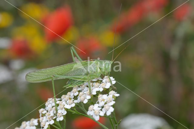 Great Green Bush-cricket (Tettigonia viridissima)