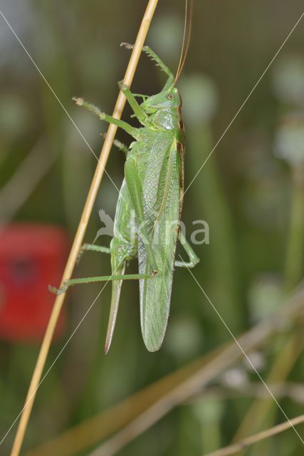 Grote groene sabelsprinkhaan (Tettigonia viridissima)