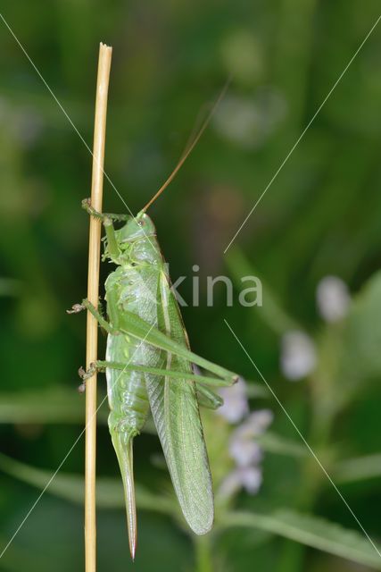 Grote groene sabelsprinkhaan (Tettigonia viridissima)