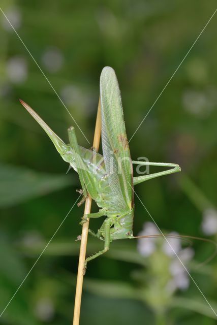 Grote groene sabelsprinkhaan (Tettigonia viridissima)