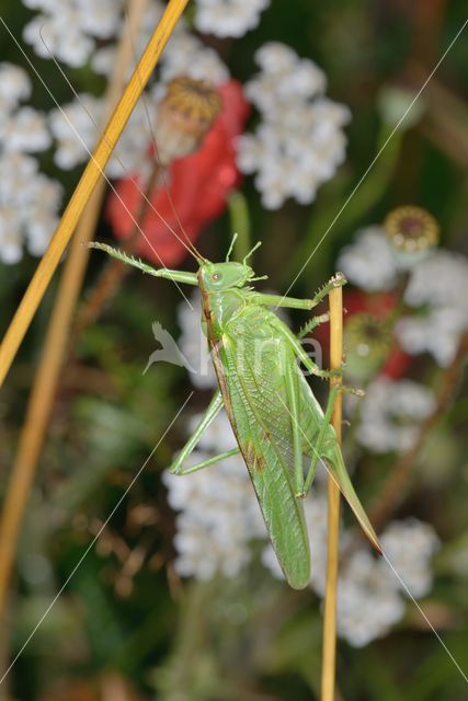 Grote groene sabelsprinkhaan (Tettigonia viridissima)