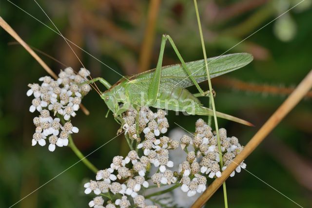 Grote groene sabelsprinkhaan (Tettigonia viridissima)