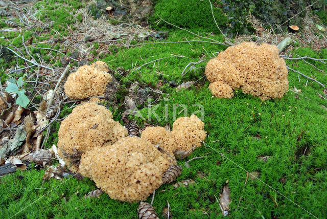 Wood Cauliflower (Sparassis crispa)