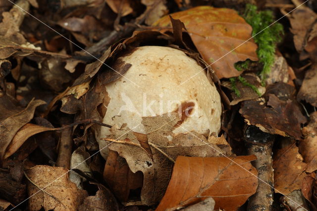 Grote stinkzwam (Phallus impudicus)