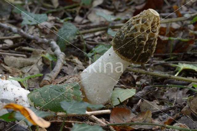 stinkhorn (Phallus impudicus)