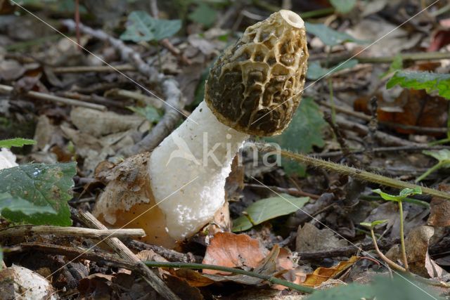 stinkhorn (Phallus impudicus)