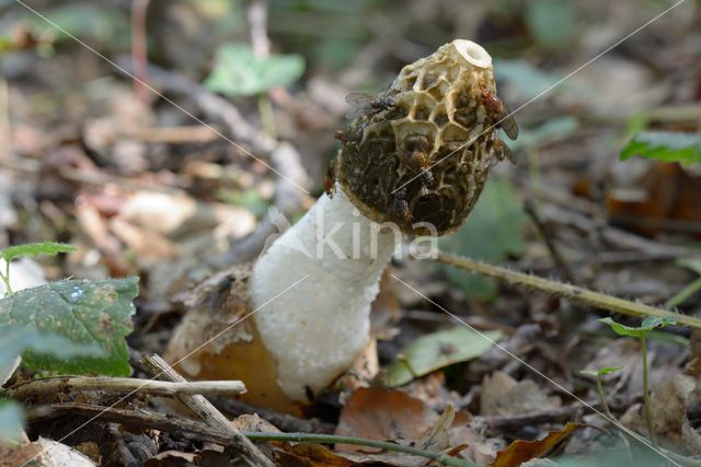 stinkhorn (Phallus impudicus)