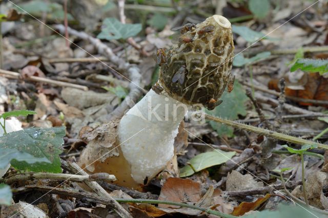 stinkhorn (Phallus impudicus)