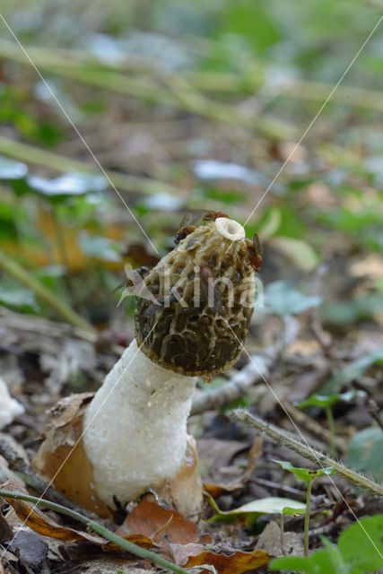 Grote stinkzwam (Phallus impudicus)