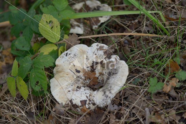 Funnel-cap (Clitocybe geotropa)