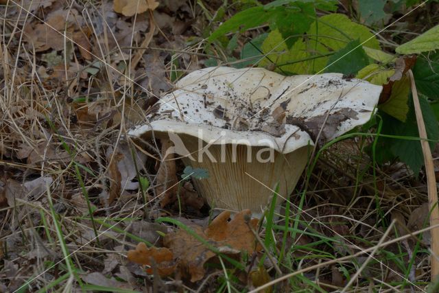 Funnel-cap (Clitocybe geotropa)