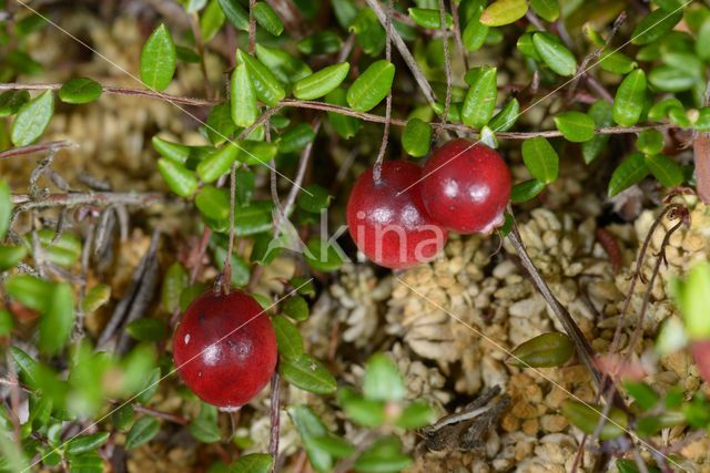 Cranberry (Vaccinium macrocarpon)