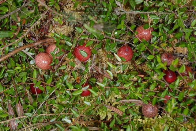 Cranberry (Vaccinium macrocarpon)