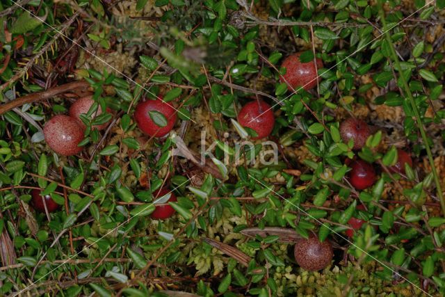 Grote Veenbes (Vaccinium macrocarpon)