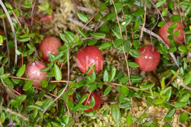 Grote Veenbes (Vaccinium macrocarpon)