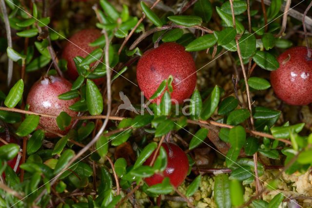 Grote Veenbes (Vaccinium macrocarpon)