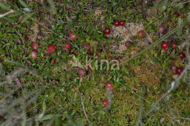 Cranberry (Vaccinium macrocarpon)