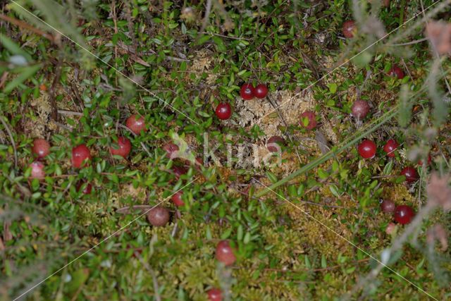 Cranberry (Vaccinium macrocarpon)