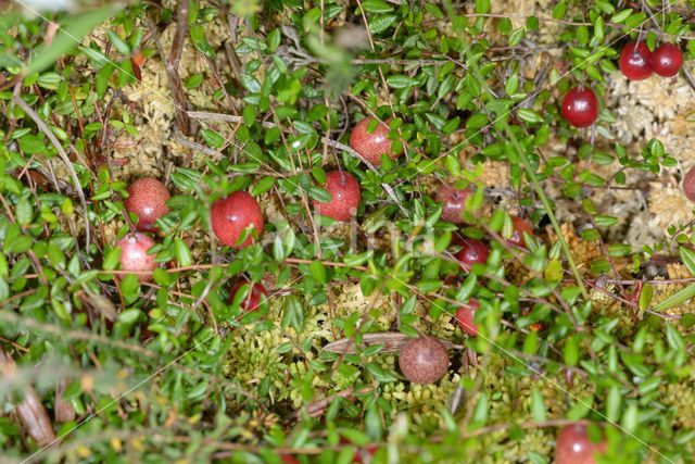 Grote Veenbes (Vaccinium macrocarpon)