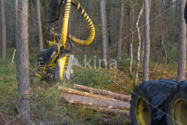 Grove den (Pinus sylvestris)