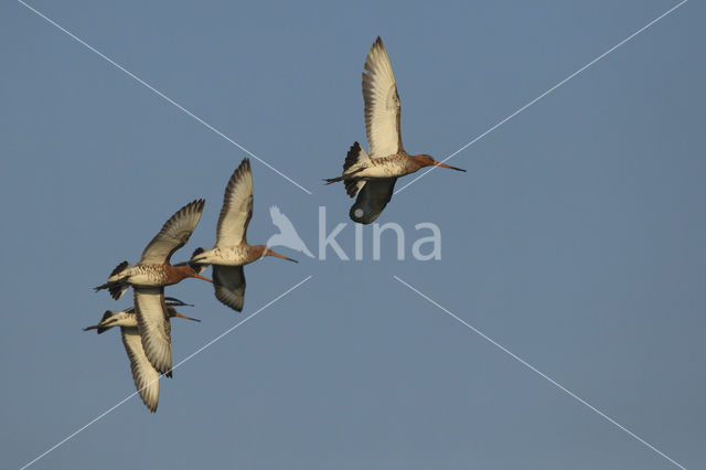 Black-tailed Godwit (Limosa limosa)