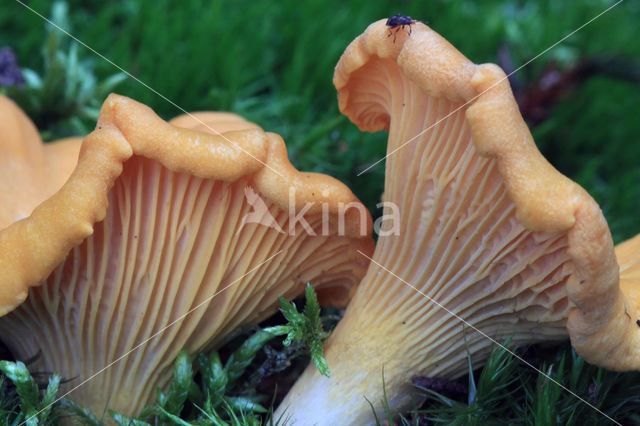 Chanterelle (Cantharellus cibarius)