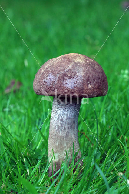 Leccinum duriusculum