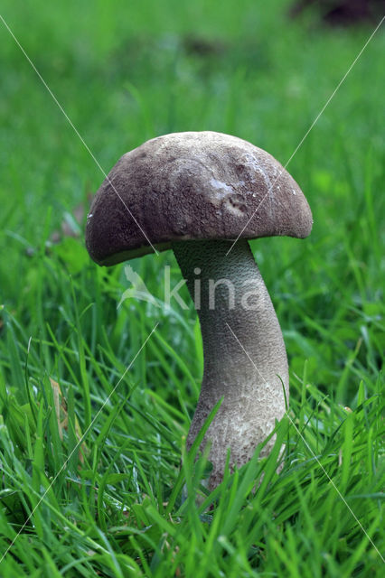 Harde populierboleet (Leccinum duriusculum)