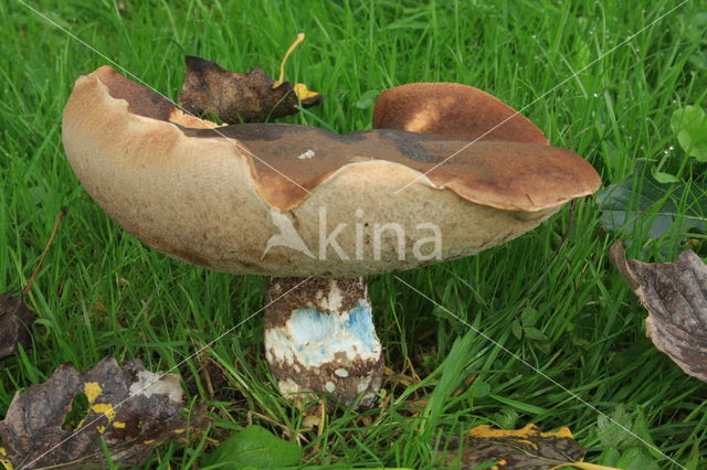 Leccinum duriusculum