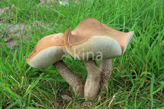 Leccinum duriusculum