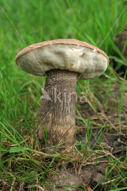 Harde populierboleet (Leccinum duriusculum)