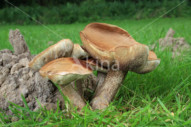 Harde populierboleet (Leccinum duriusculum)