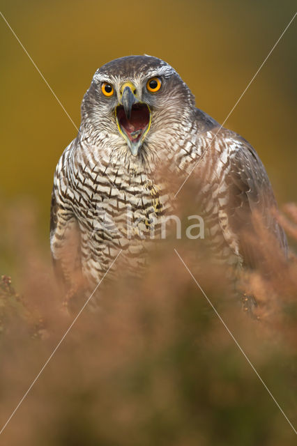 Havik (Accipiter gentilis)