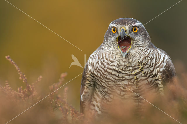 Goshawk (Accipiter gentilis)