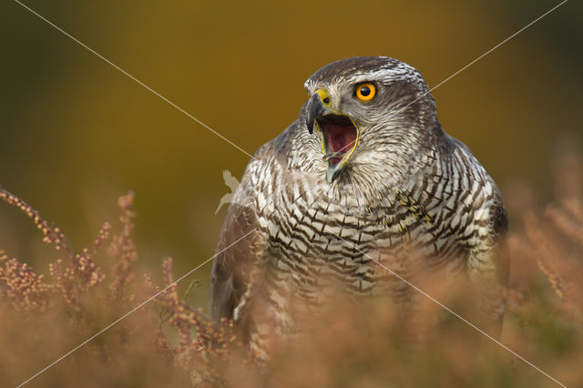 Goshawk (Accipiter gentilis)