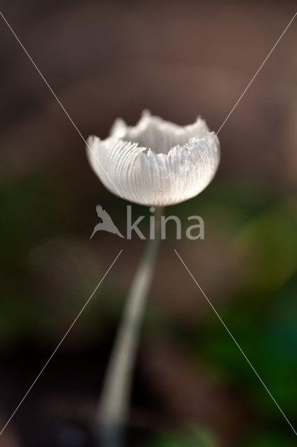 Hare'sfoot Inkcap (Coprinus lagopus)