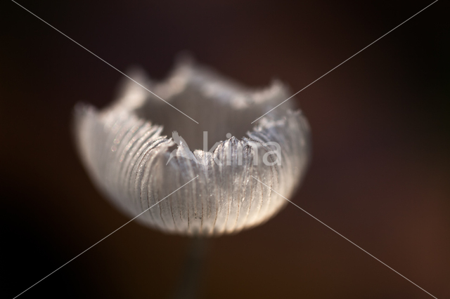 Hare'sfoot Inkcap (Coprinus lagopus)