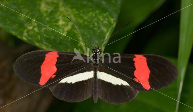 Heliconius erato petiverana