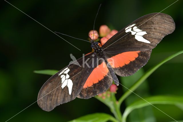 Mexican Heliconian (Heliconius hortense)