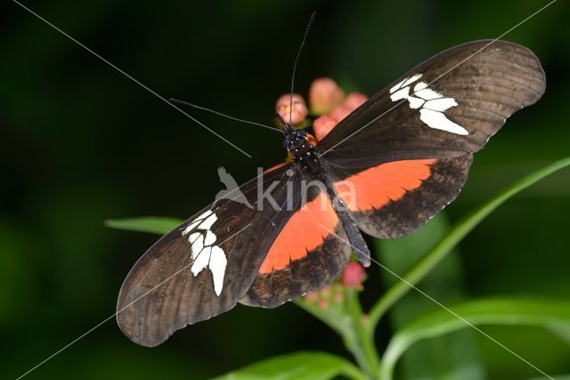 Heliconius hortense