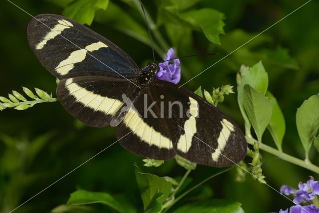 Heliconius pachinus