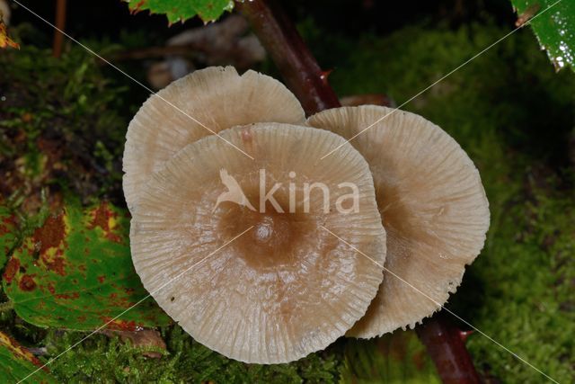 common bonnet (Mycena galericulata)