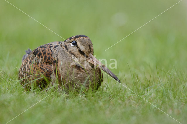 Eurasian Woodcock (Scolopax rusticola)