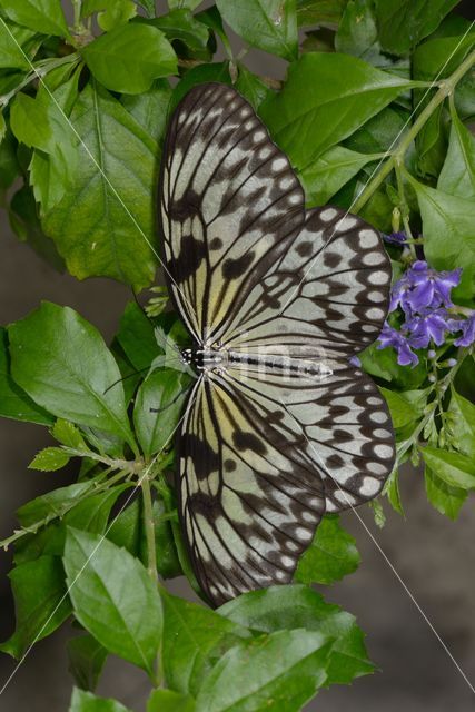 Malabar Tree-nymph (Idea malabarica)