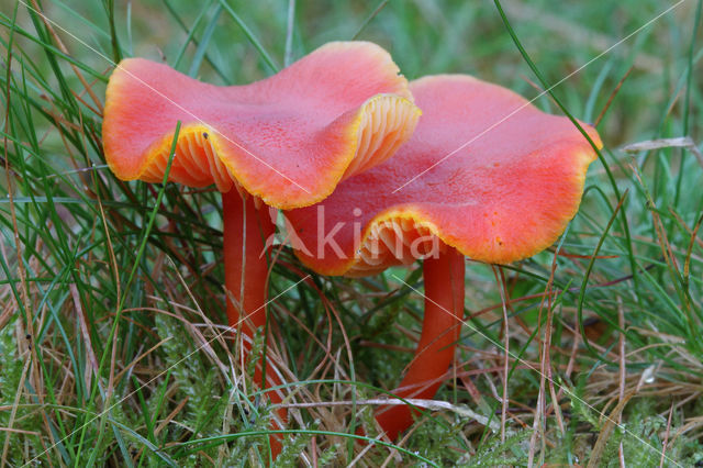 Hygrocybe insipida