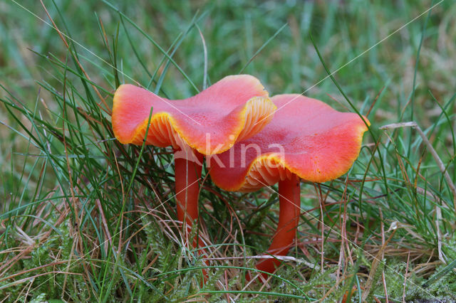 Kabouterwasplaat (Hygrocybe insipida)