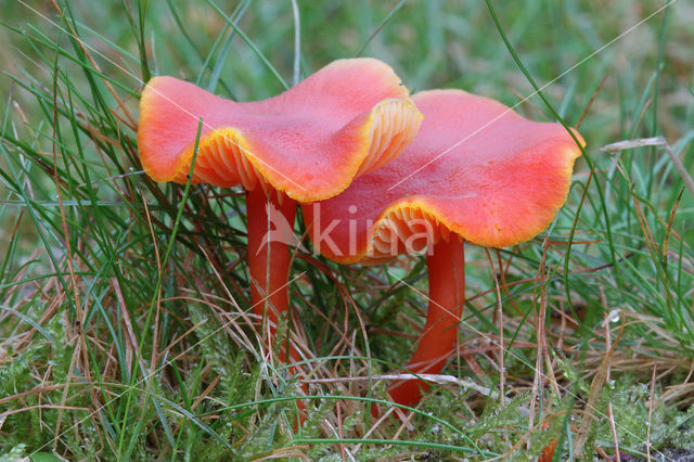 Kabouterwasplaat (Hygrocybe insipida)