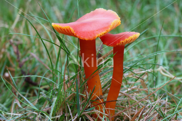 Hygrocybe insipida