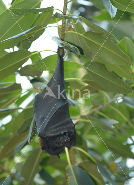 large flying fox (Pteropus vampyrus)