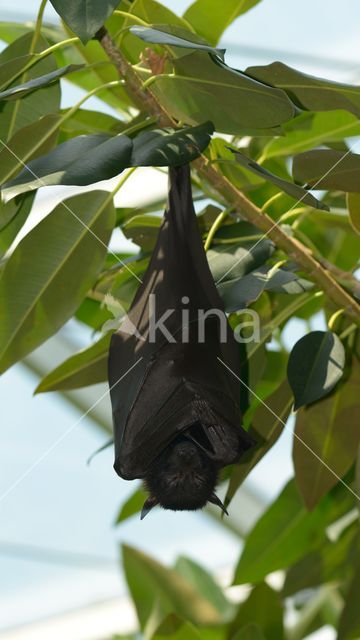 large flying fox (Pteropus vampyrus)